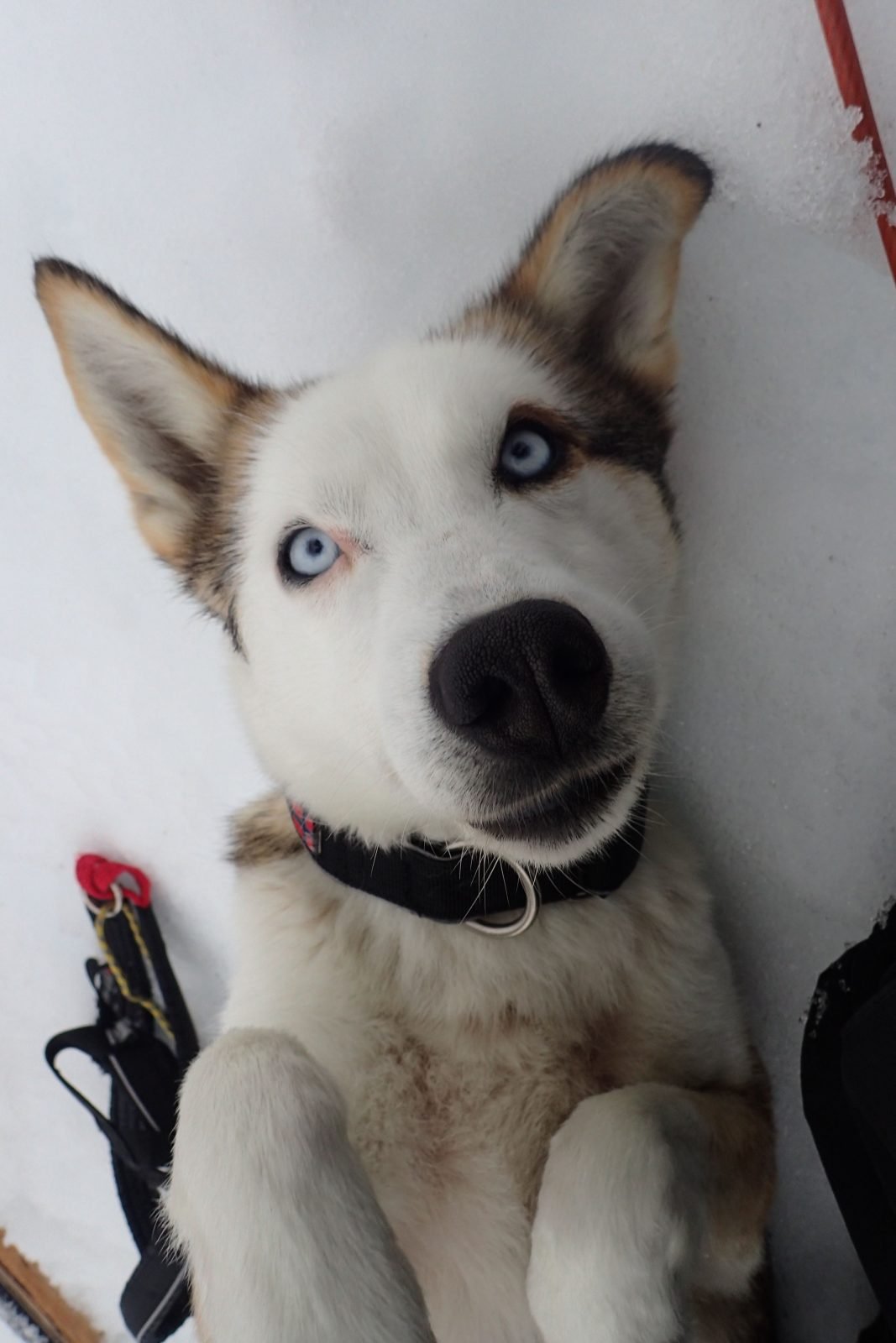 A photo of 'Roya', an Arctic sled dog.