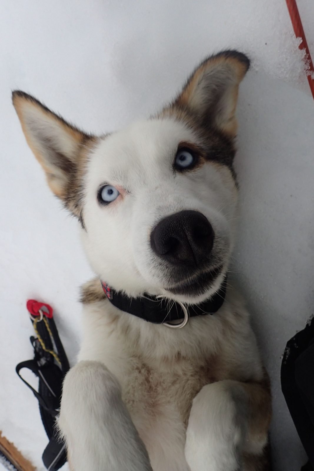 roya-dog-sledding-norway A photo of 'Roya', an Arctic sled dog.