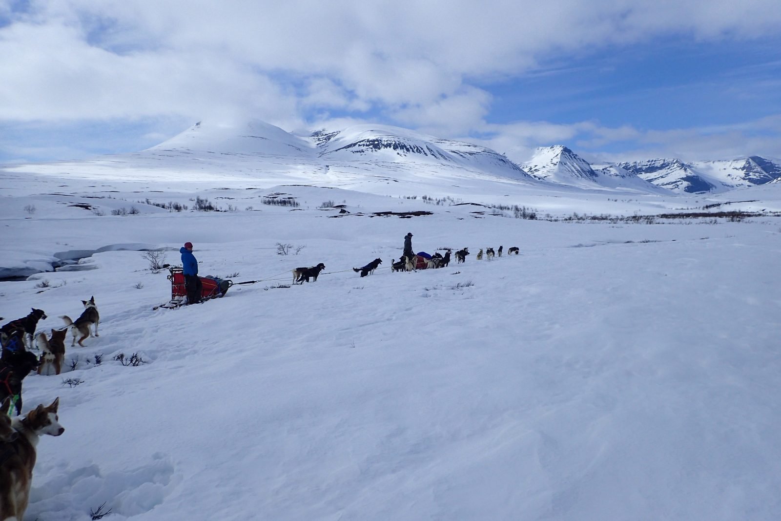 A group of people dog sledding in the Arctic, near Tromso.