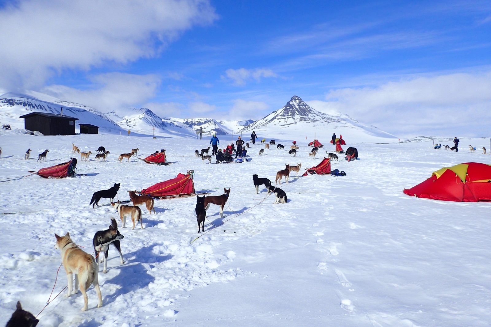 Huskies, dog sleds and tents at an encampment on the Arctic tundra