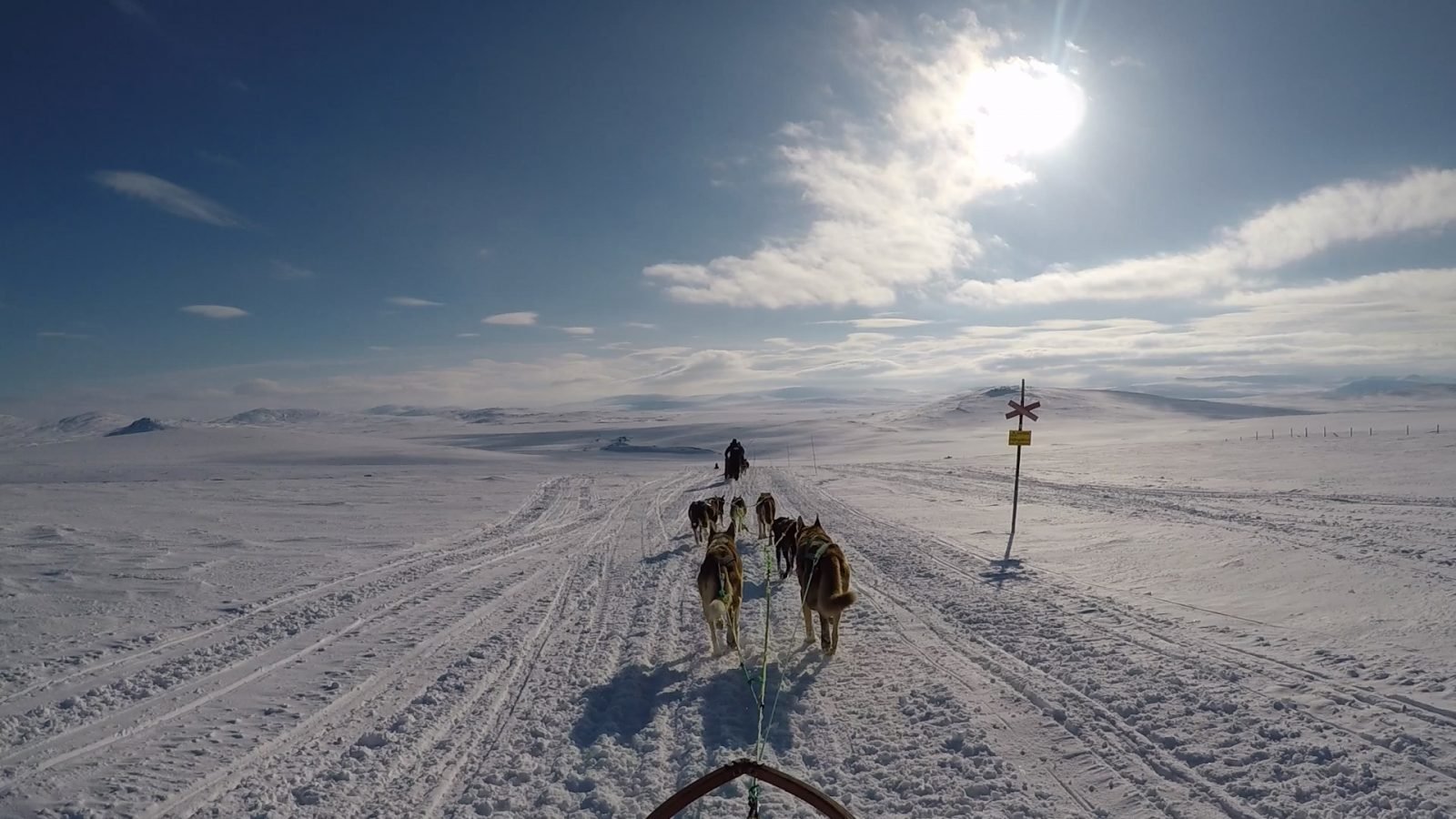 Huskies pulling a dog sled, in the Norwegian Arctic.