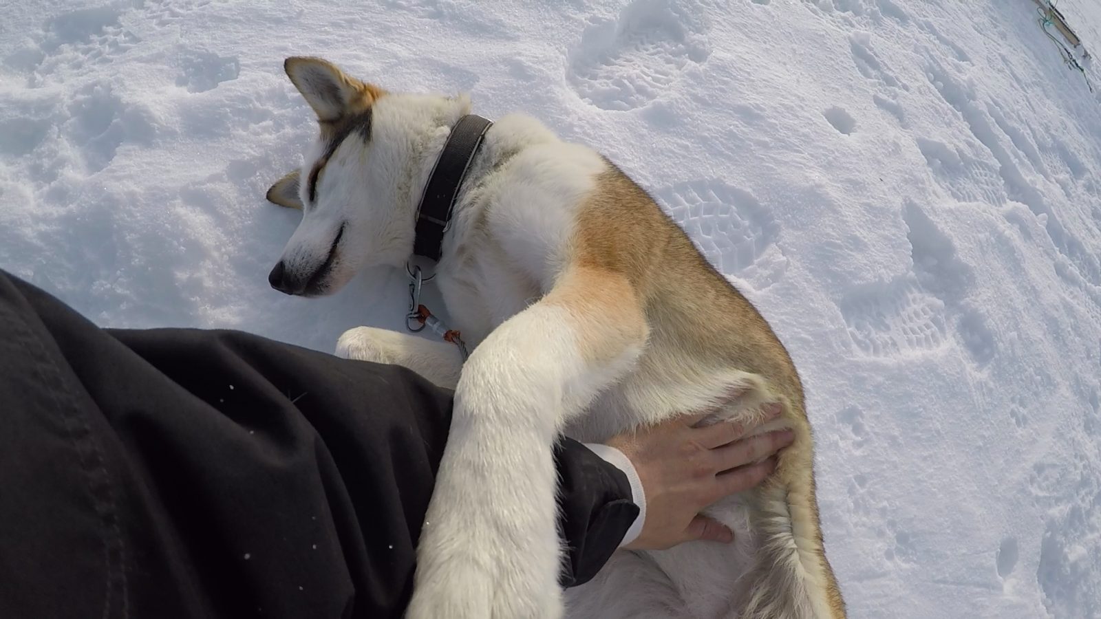 A husky sled dog enjoying a belly rub.