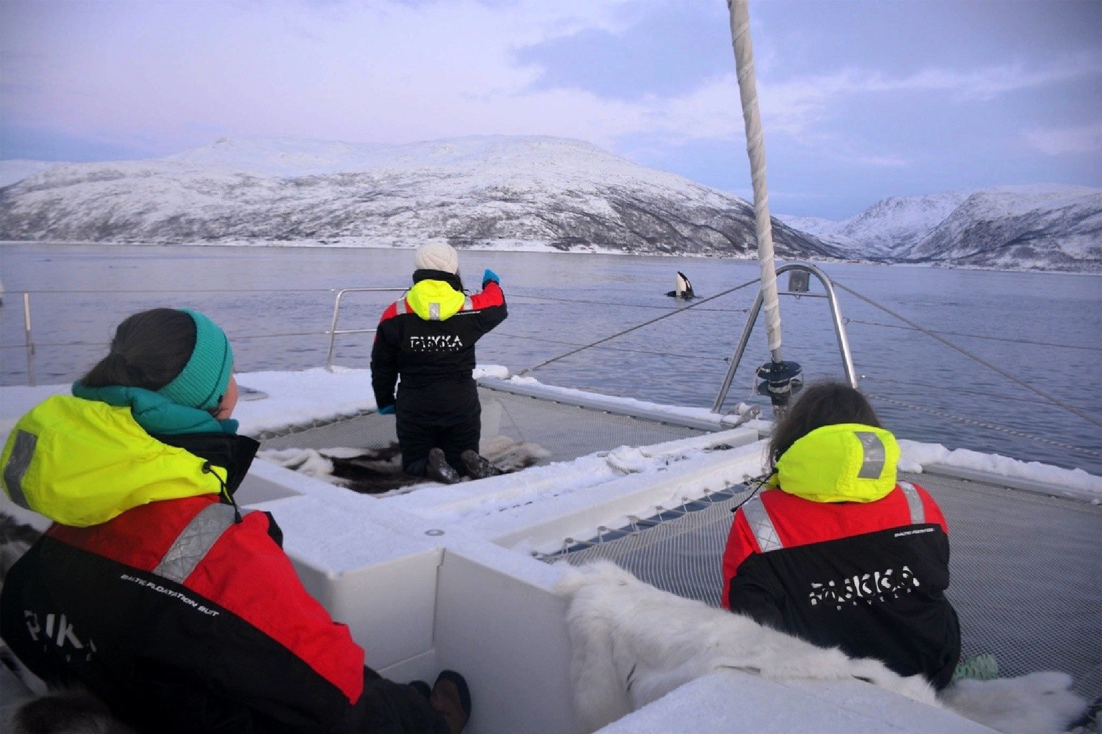 whale-watching-sailing-safari-tromso