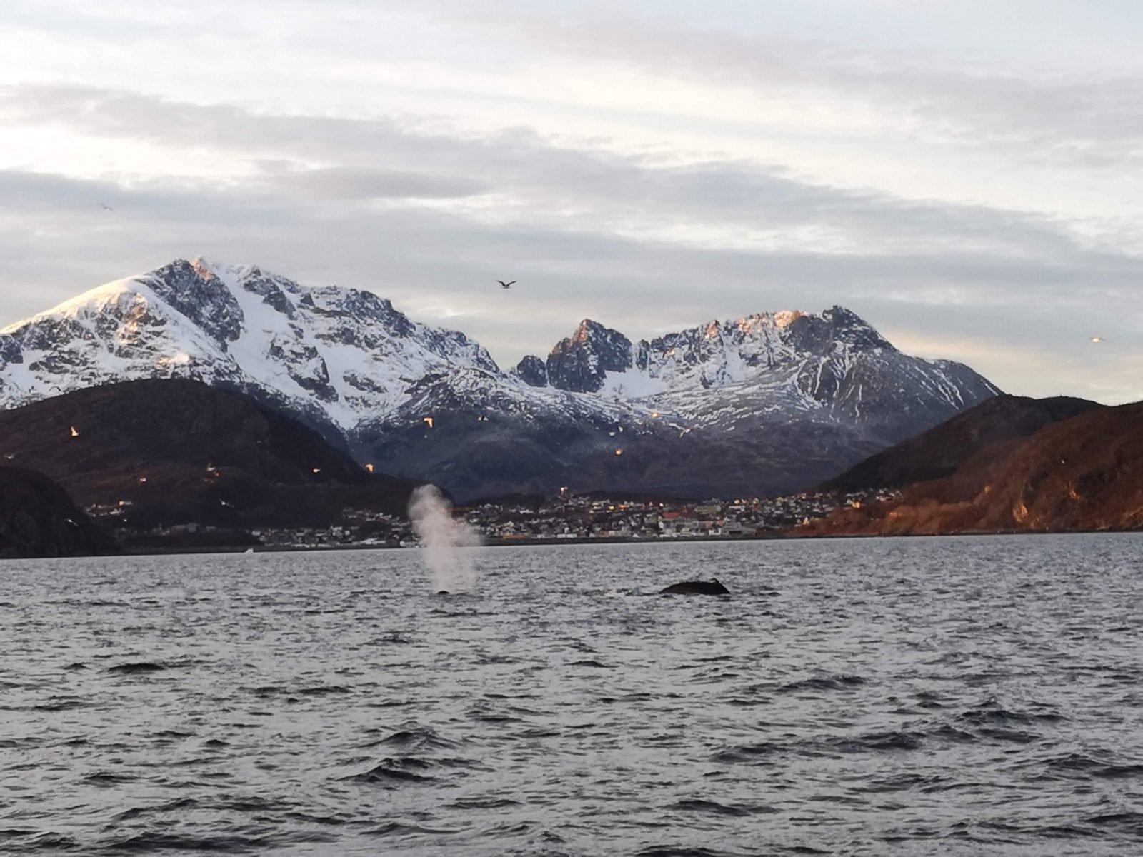 A whale is spotted on an arctic safari in front of the Norwegian Fjords of Tromso.