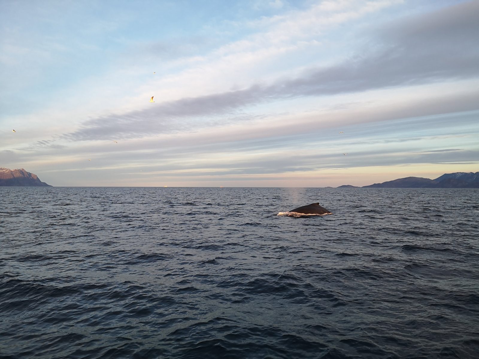 humpback-whales-norway