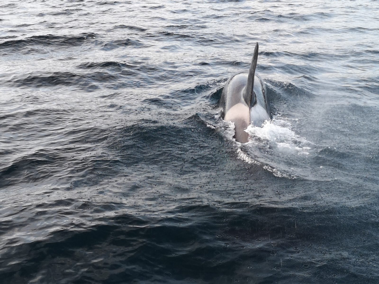 A pod of dolphines near Tromso.