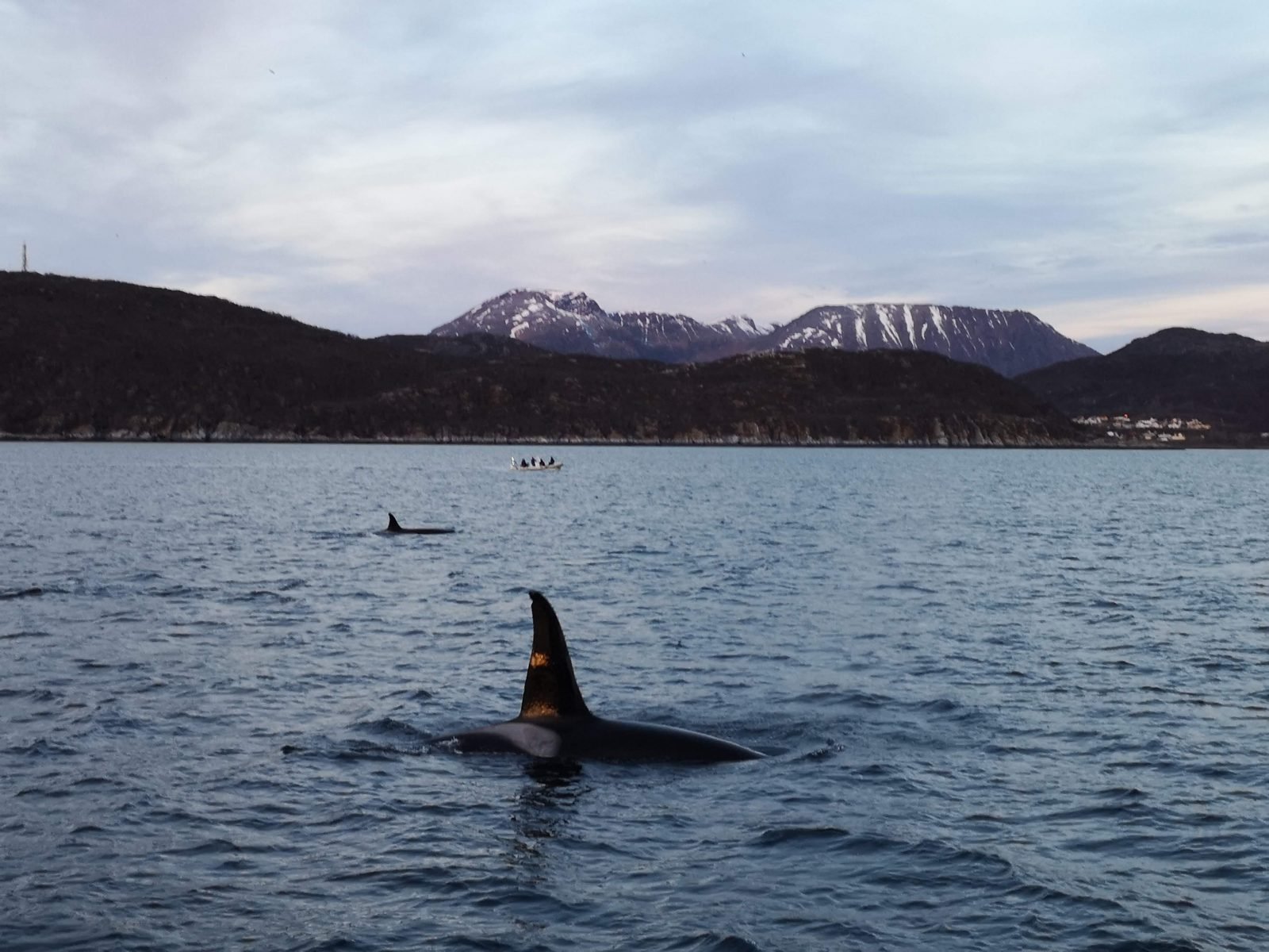 An orca spotted near Tromso.