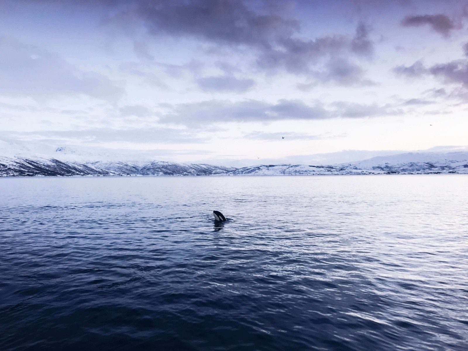 remote-holiday-destination-whale-spotting-tromso