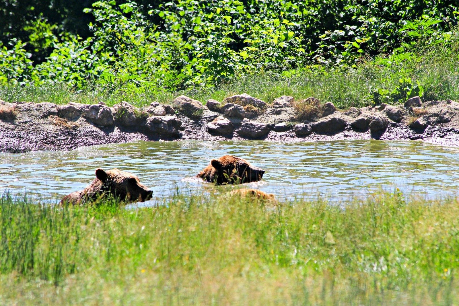 bear-watching-romania-august-bank-holiday-adventure
