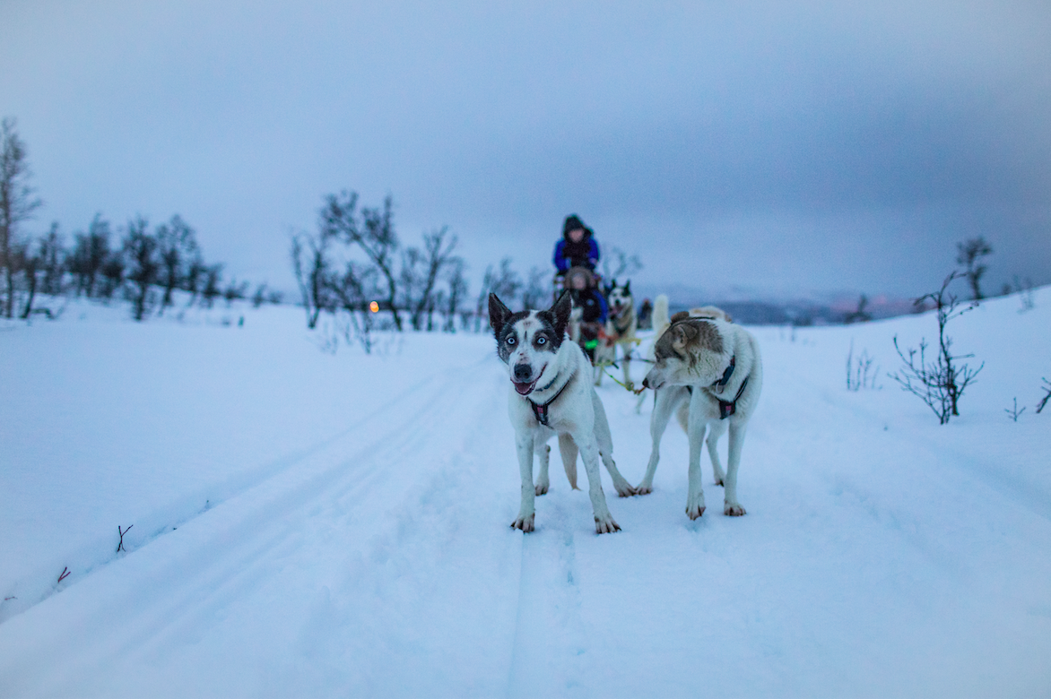 dog-sledding in Tromso, Norway