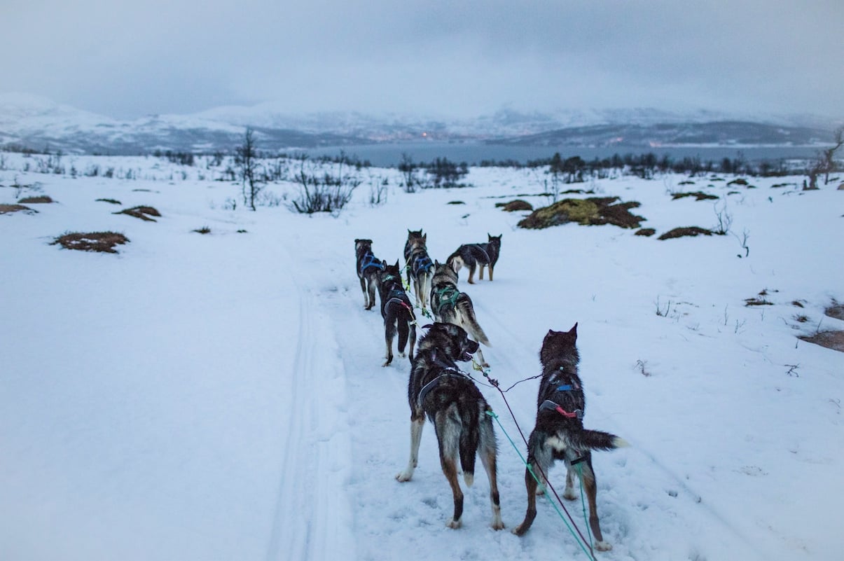 Dog-sledding in Tromso, Norway