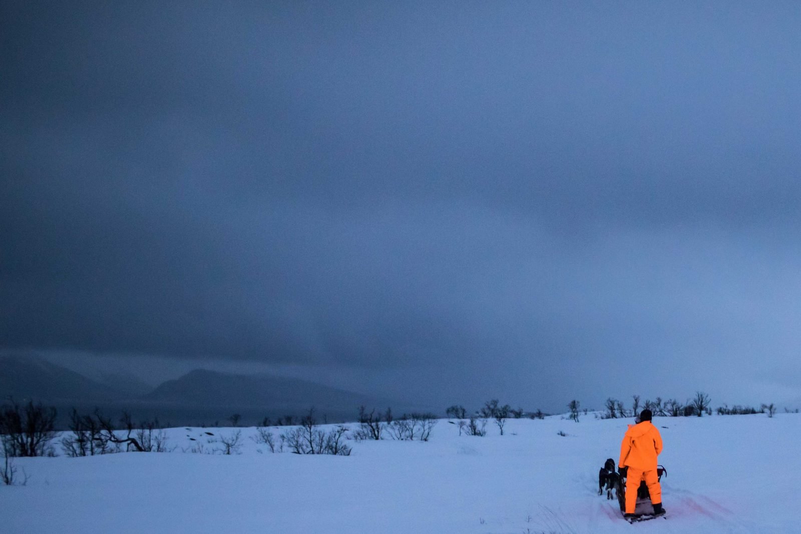 dog-sledding in the arctic tundra in tromso