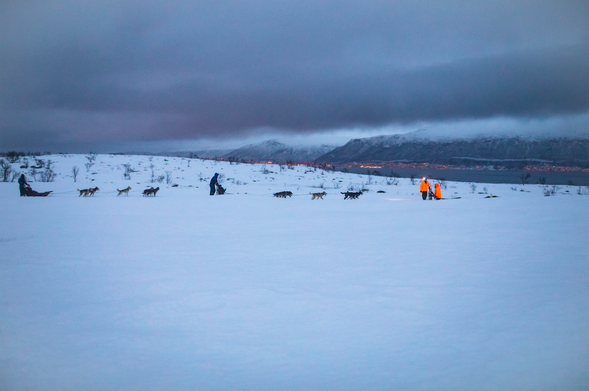 dog-sledding in tromso