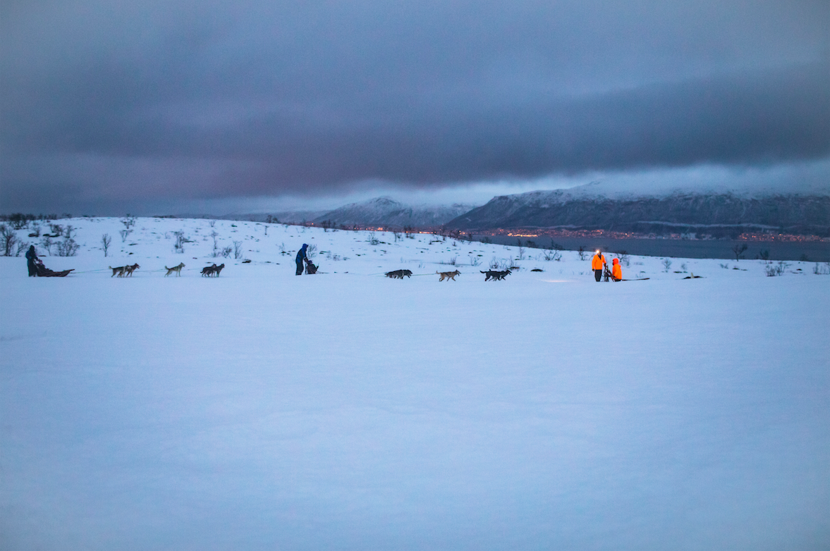 dog-sledding in tromso 