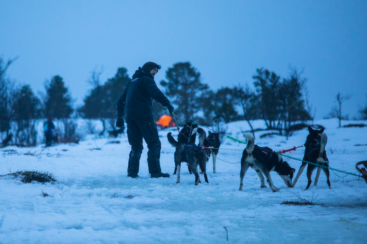 dog-sledding in tromso