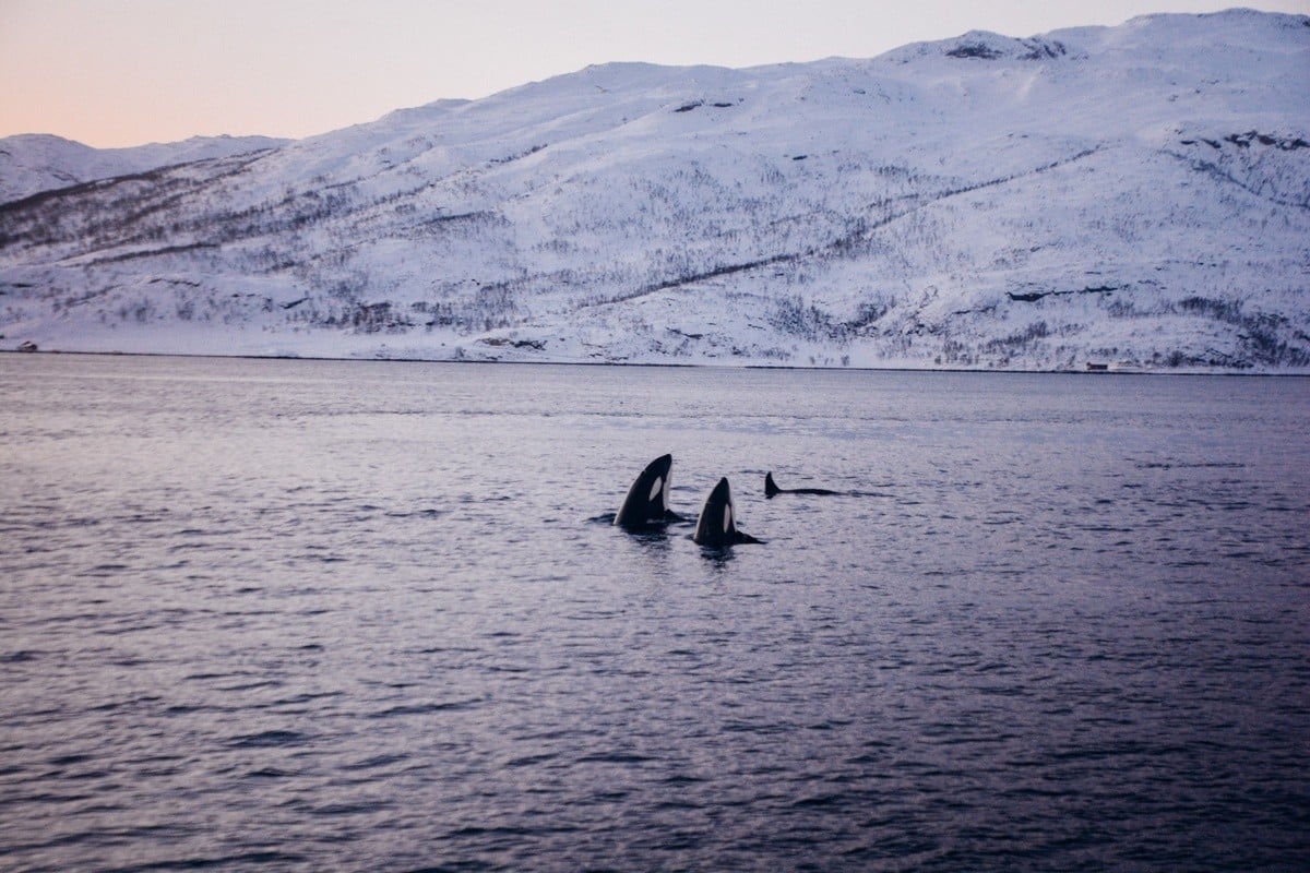 A pod of orcas poke their heads out of the water in the Norwegian fjords