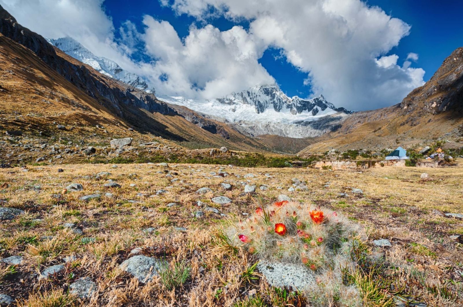 Huascarán National Park, views of snowcapped mountains and plains, with wildflowers in the foreground.