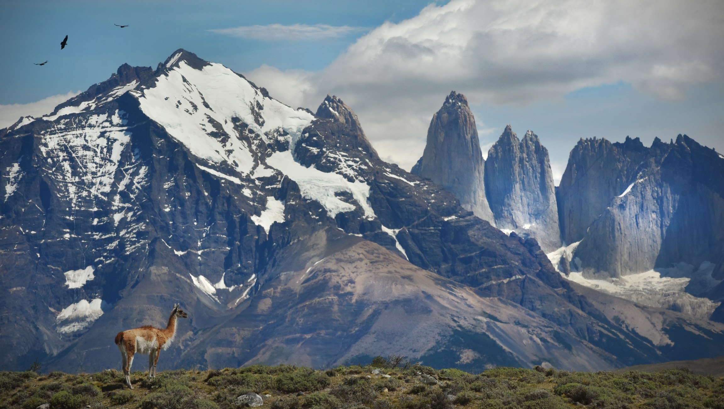 A guanaco (small llama) stands sentinel with condors overhead at Torres del Paine in Chile.