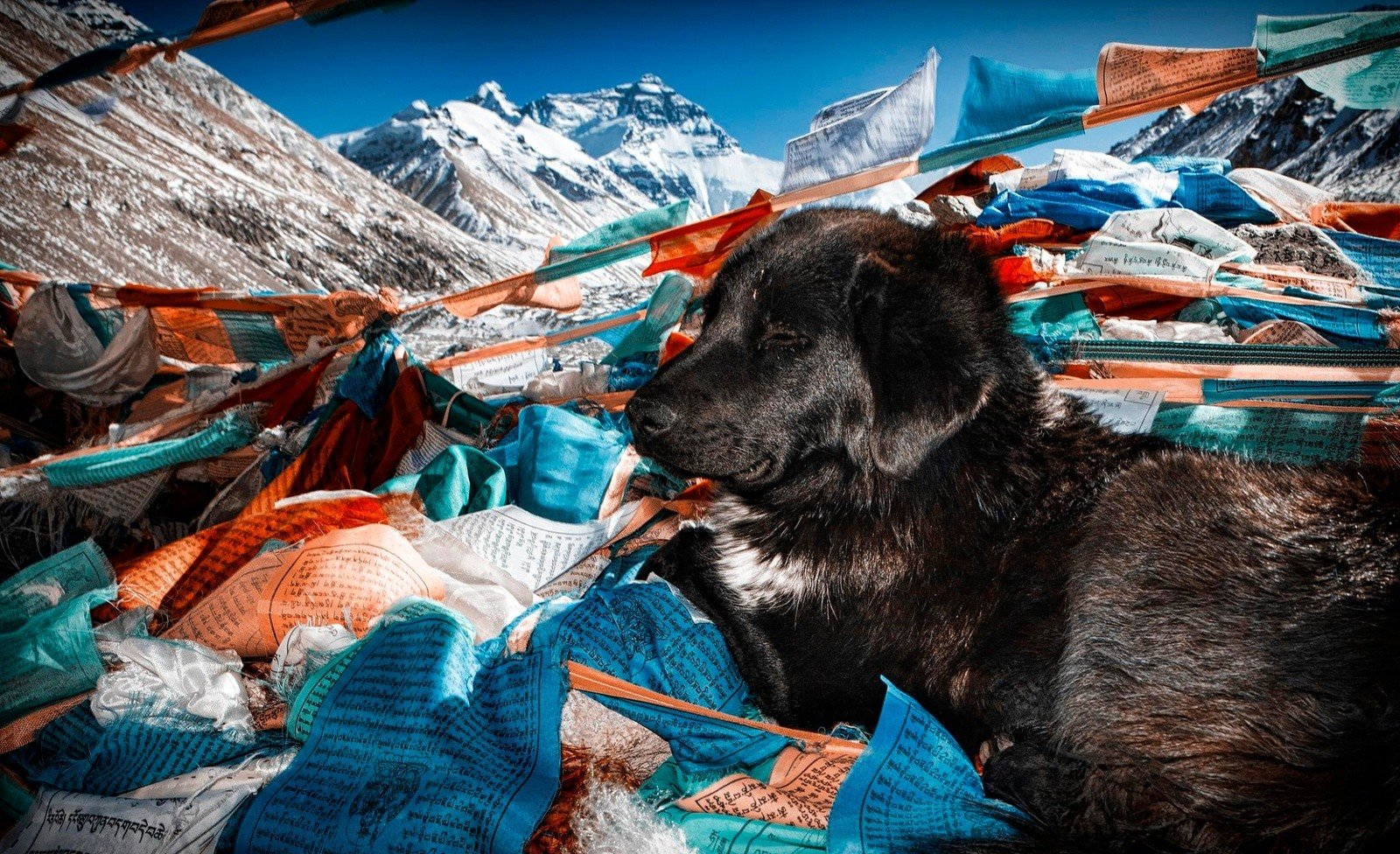A dog seen on the trek to Everest Base Camp