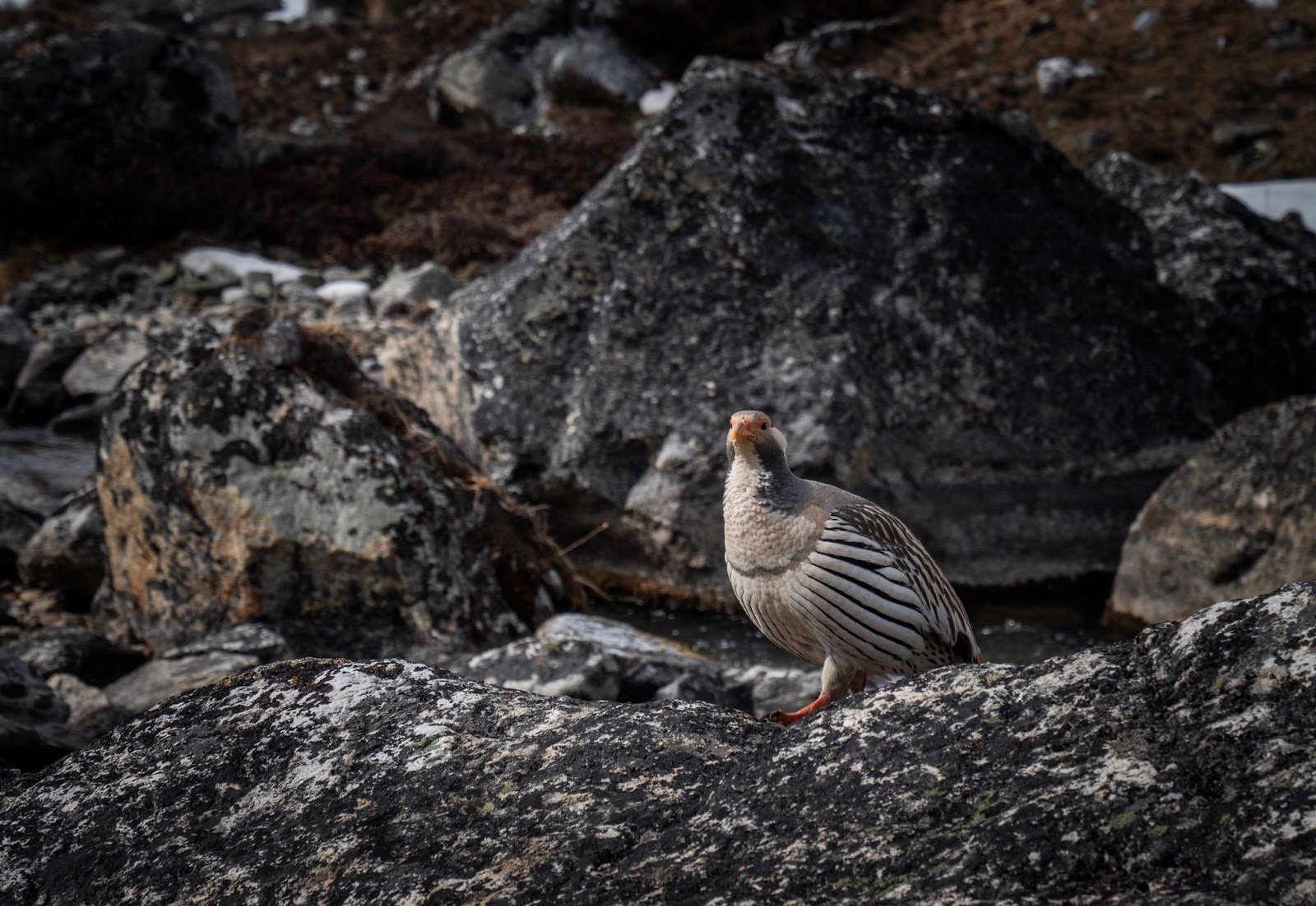 A 'mountain chicken' in the Himalayas