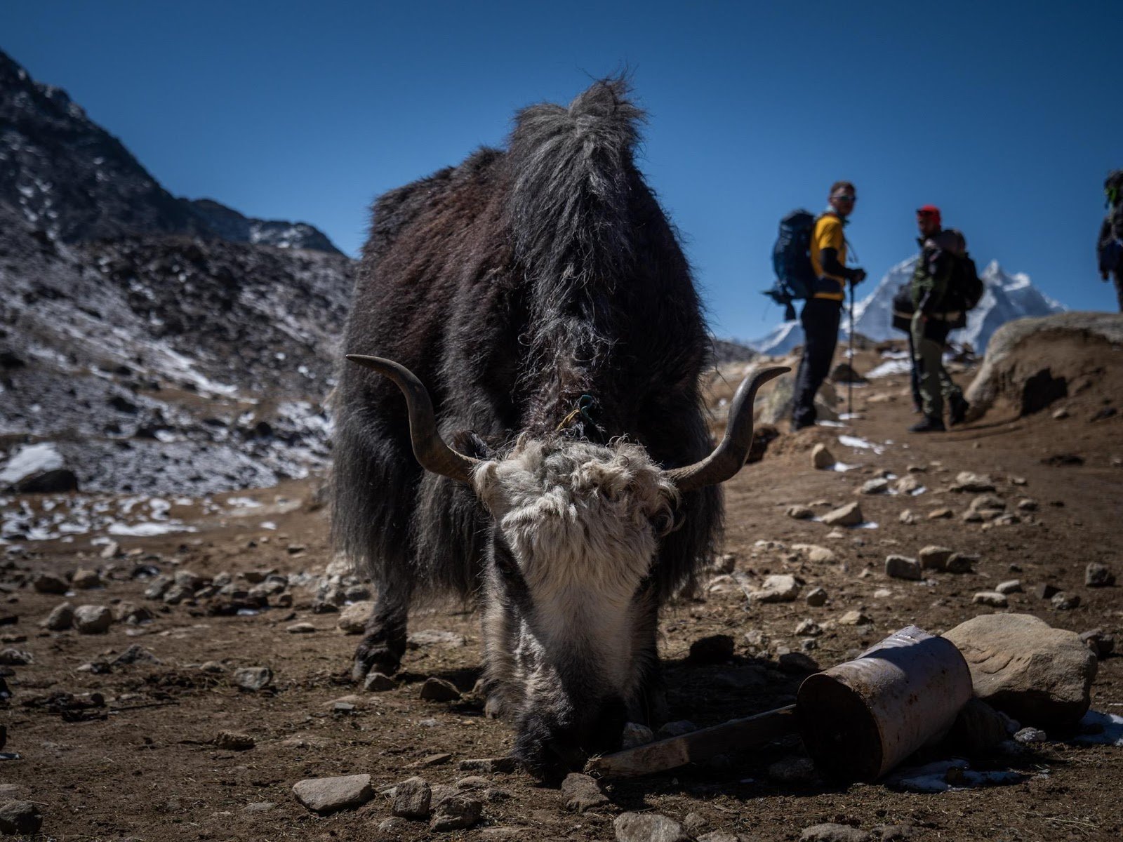 A yak in the mountains of Nepal