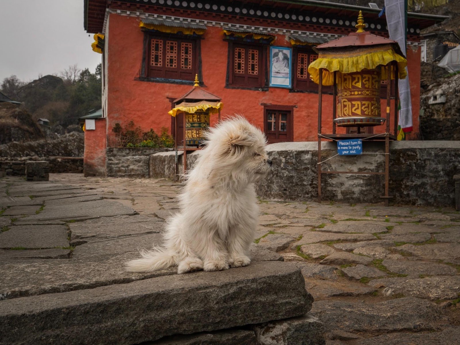 A dog sits in front of a prayer mane to purify the soul in Nepal's Himalaya region