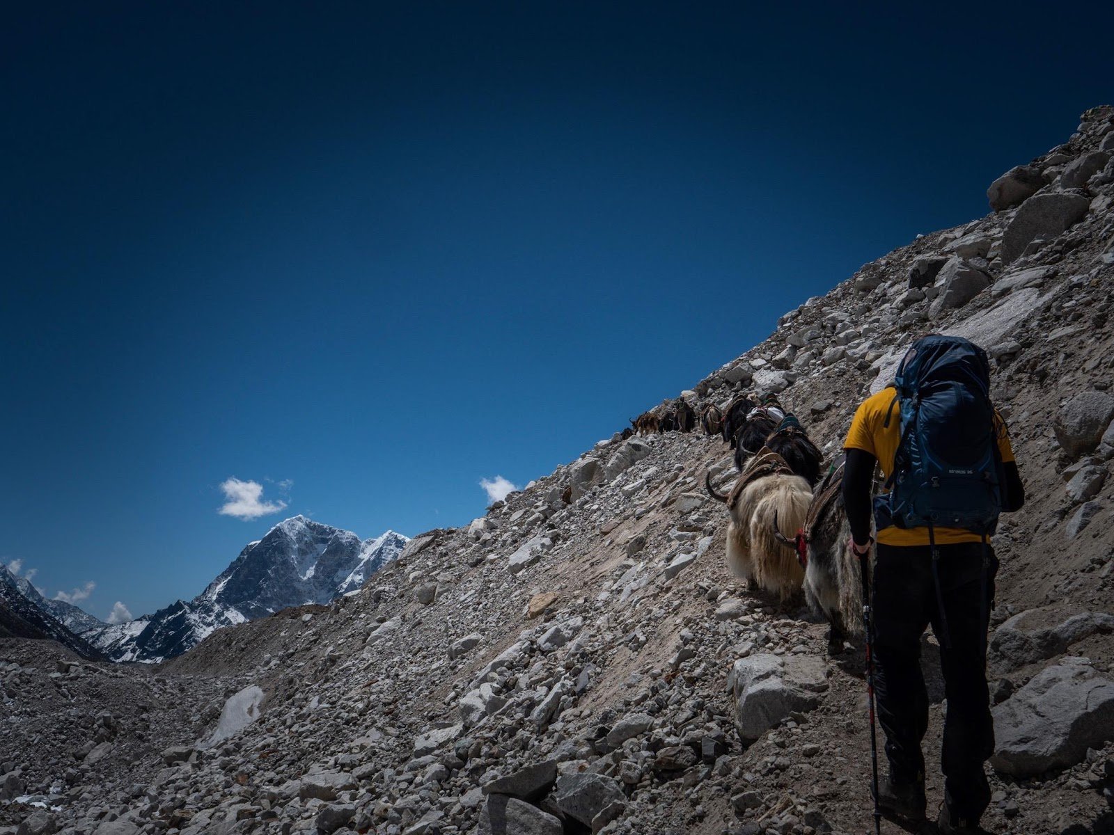 Yaks and hikers on the trail towards Everest Base Camp