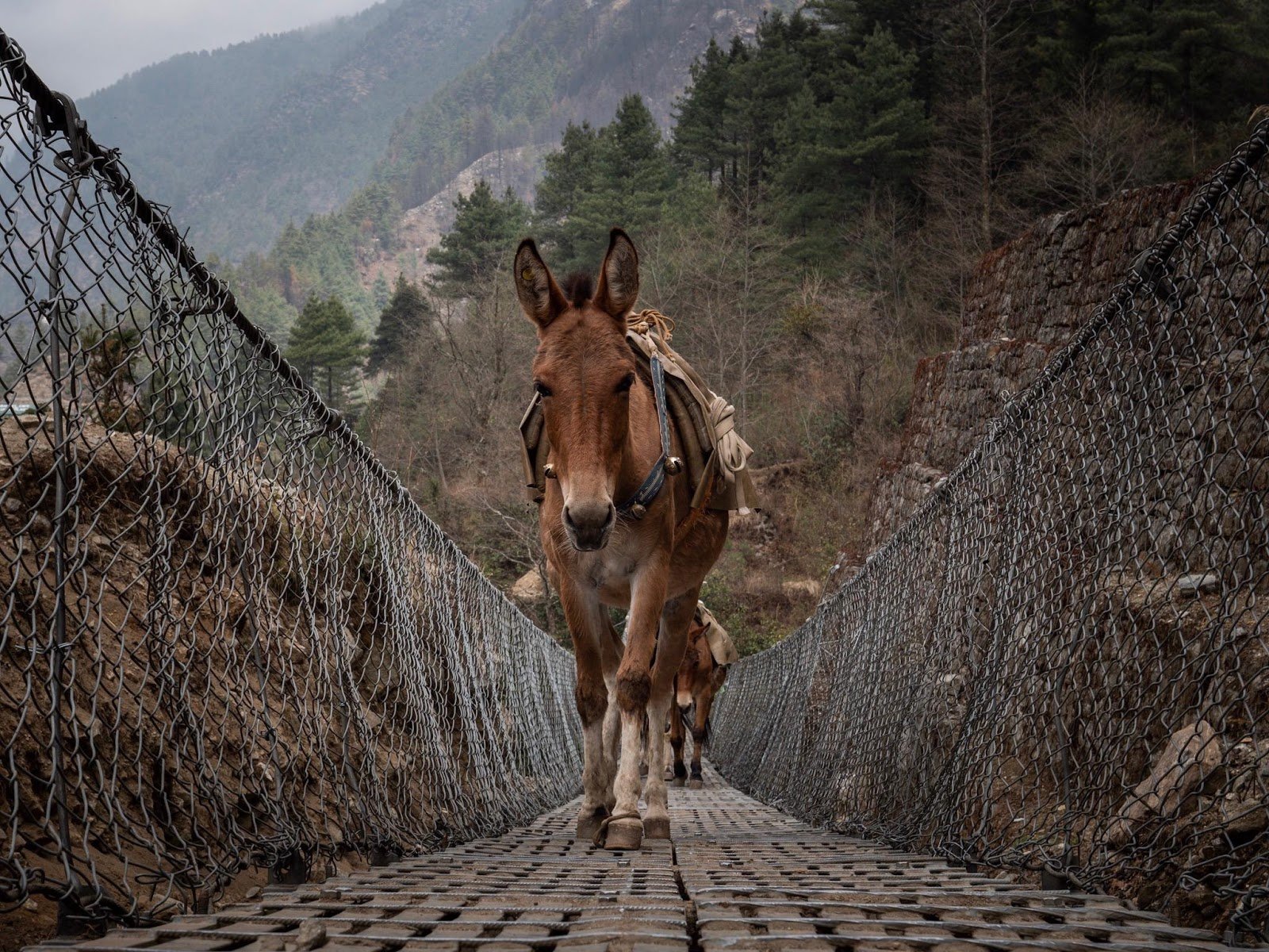 A couple of mules travel across a suspension bridge on the Gokyo Lakes Circuit