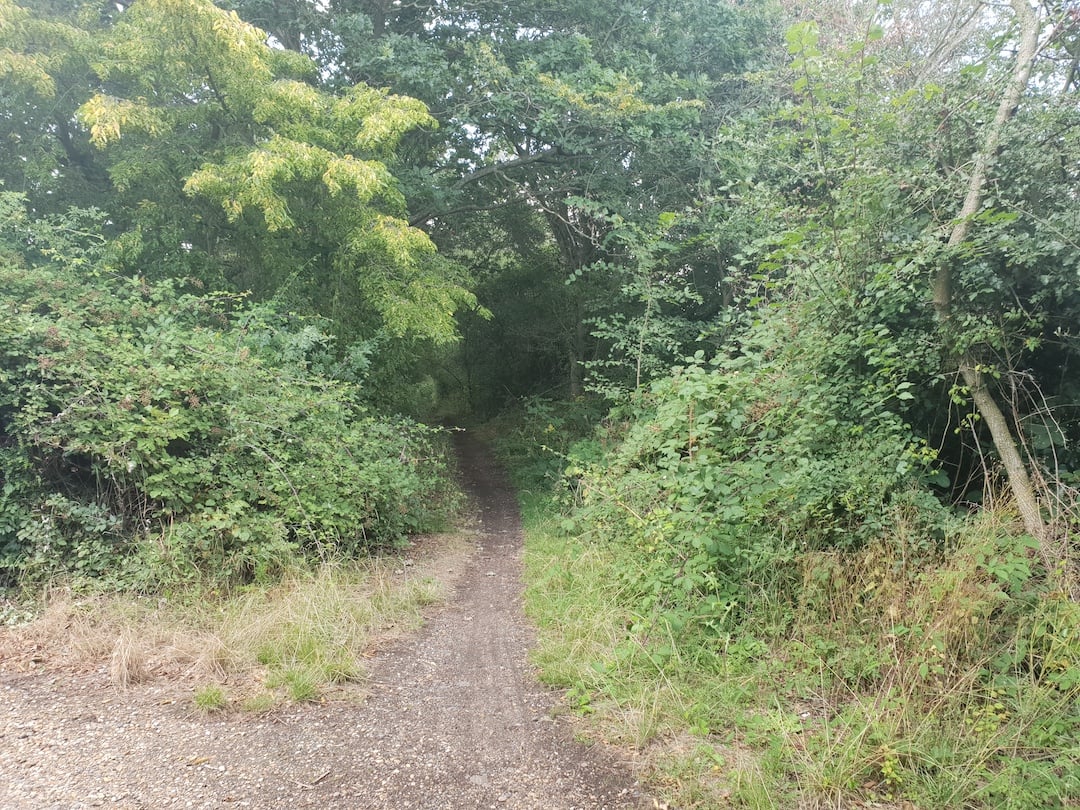 A path leading into the woods.