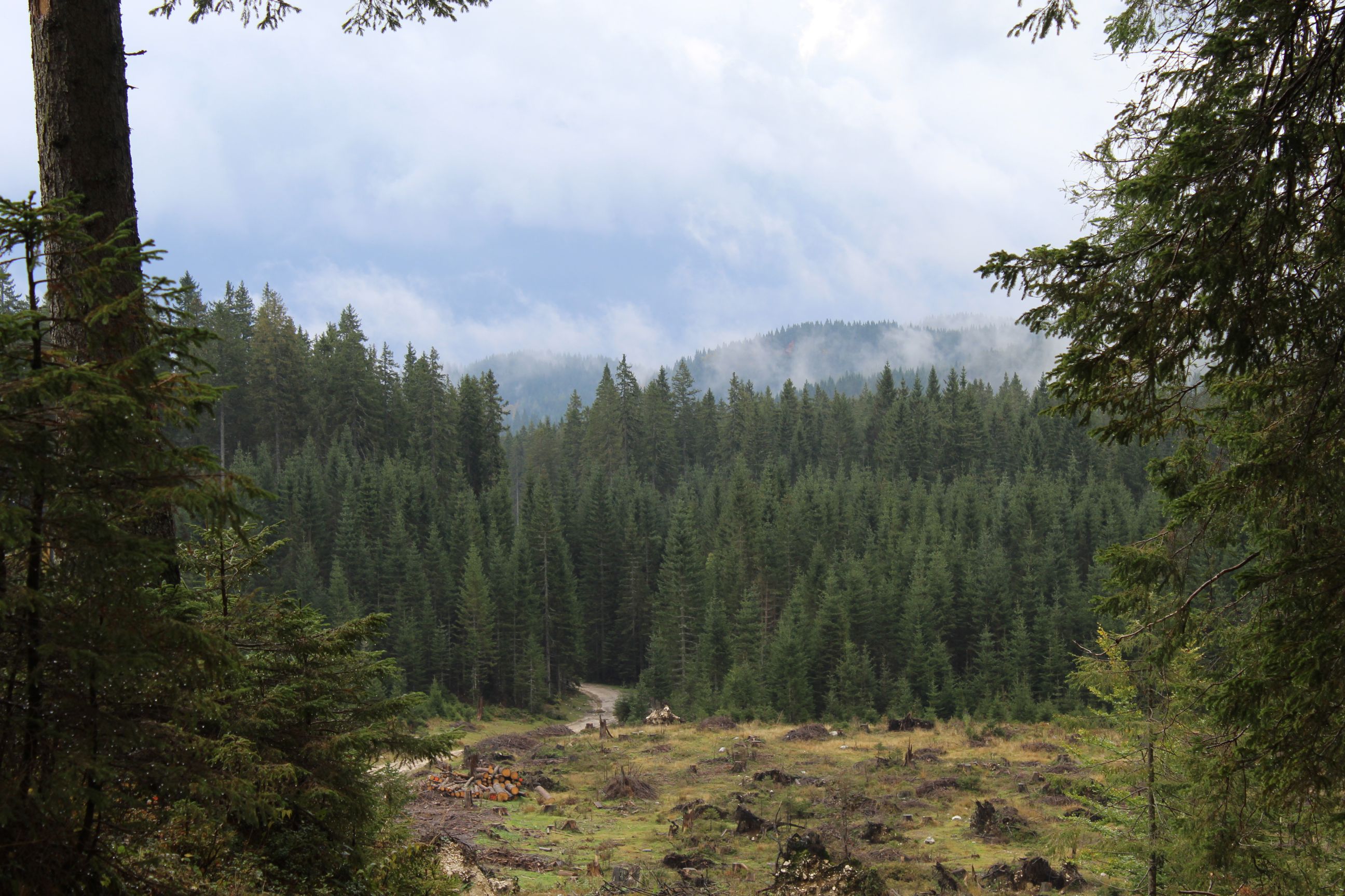 A pine forest in Slovenia' Triglav Mountains.