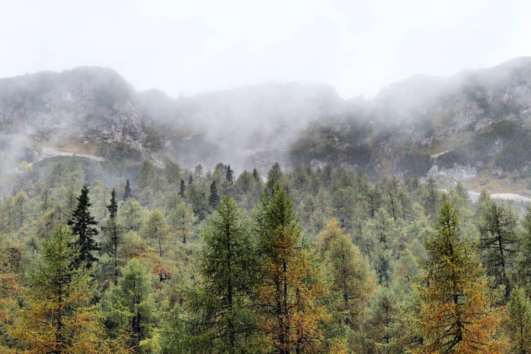 A pine forest on a cloudy day in Slovenia, with the Julian Alps in the background.