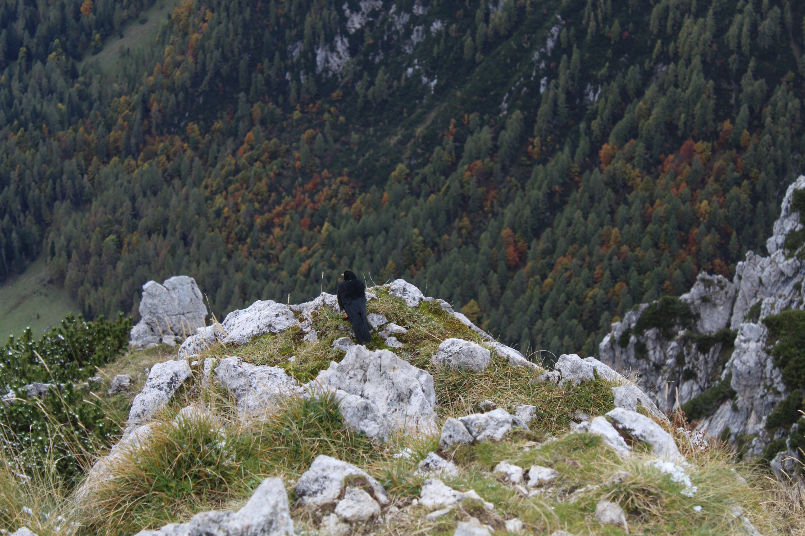 A blackbird perching at the top of Viševnik mountain in Slovenia.