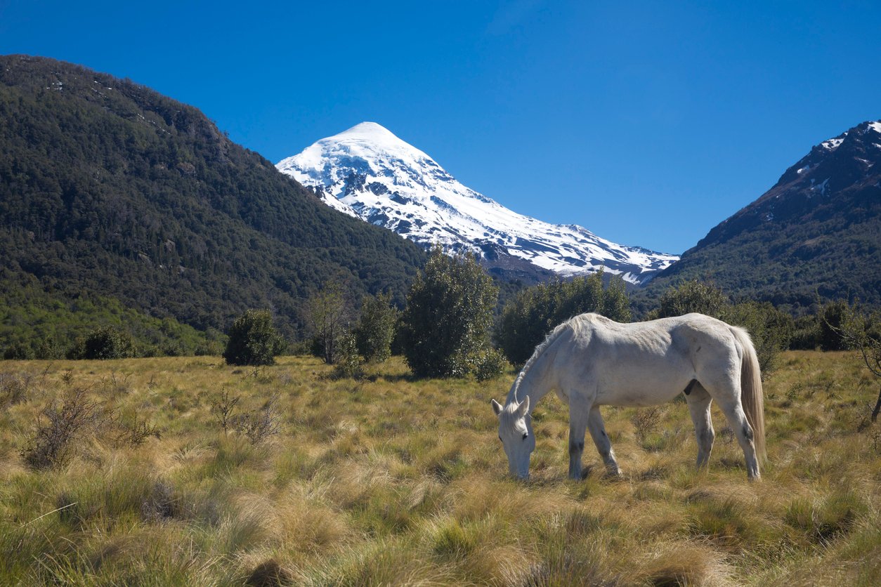 The south face of Patagonia's Lanin Volcano, with a white horse in the foreground.