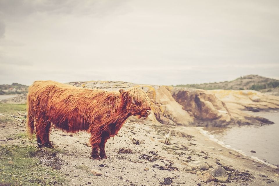 A Shetland cow on a windswept beach