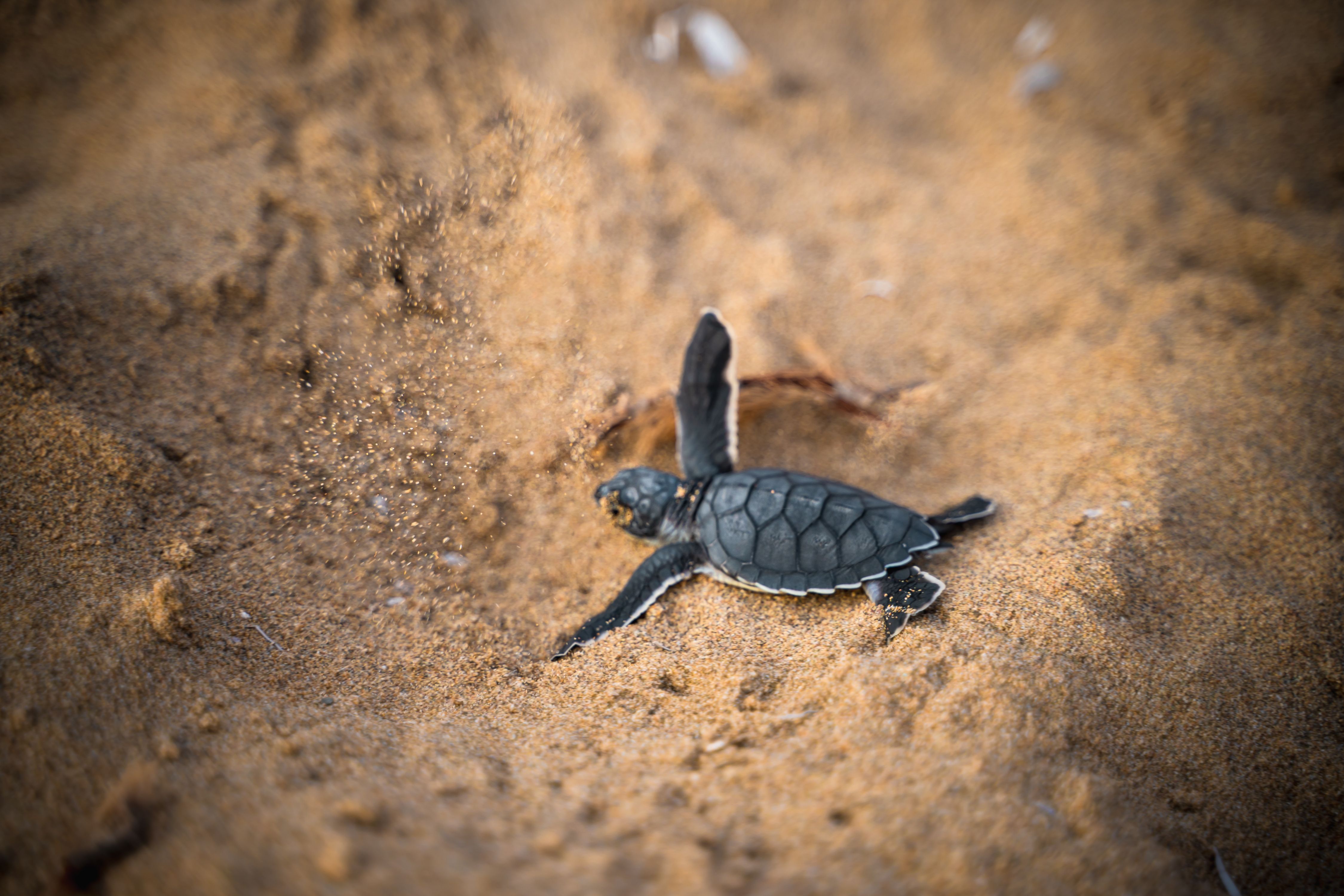 Flores Island Indonesia turtle sanctuary komodo