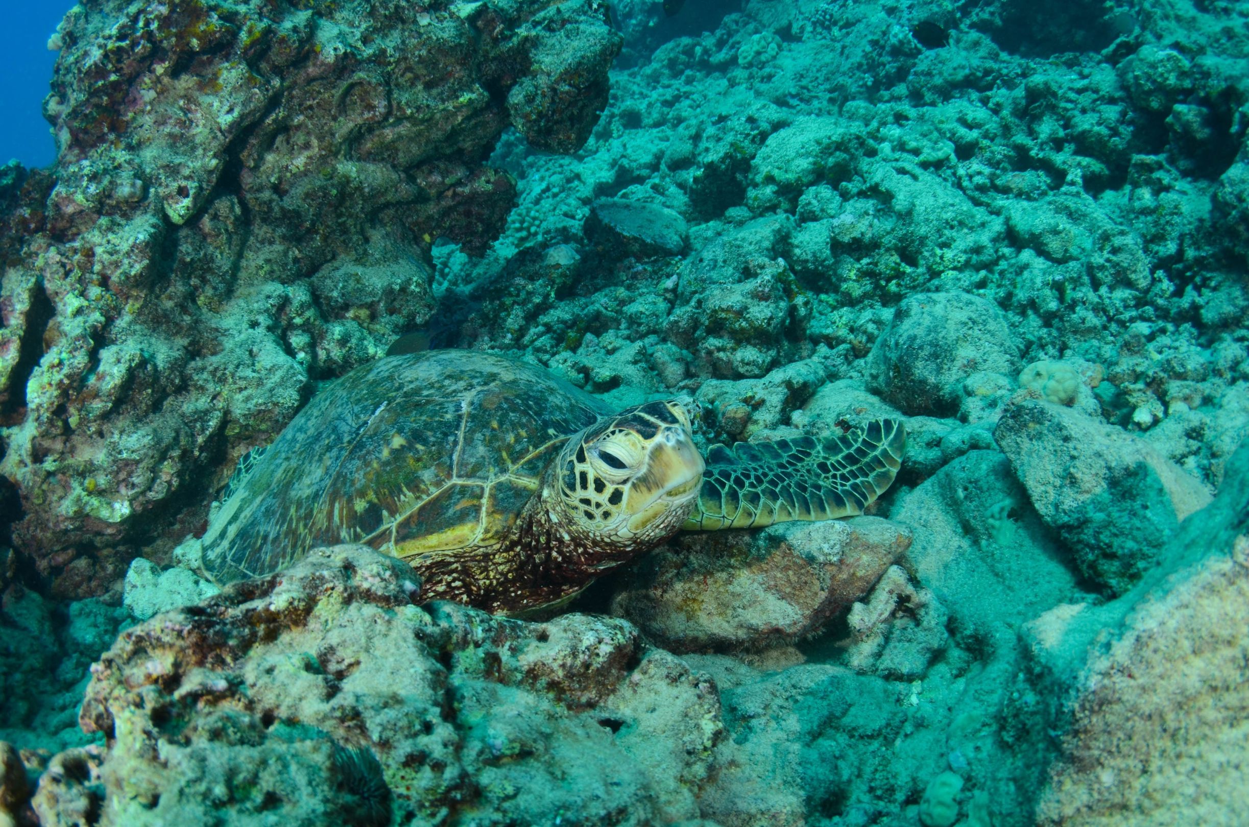 Flores Island Indonesia turtle sanctuary komodo 2