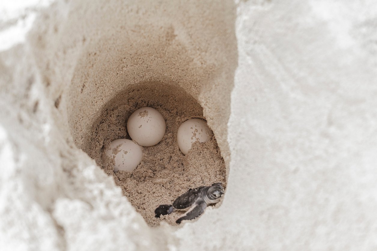 Flores Island Indonesia Komodo Sea turtle eggs with newborn animal in hatchery site