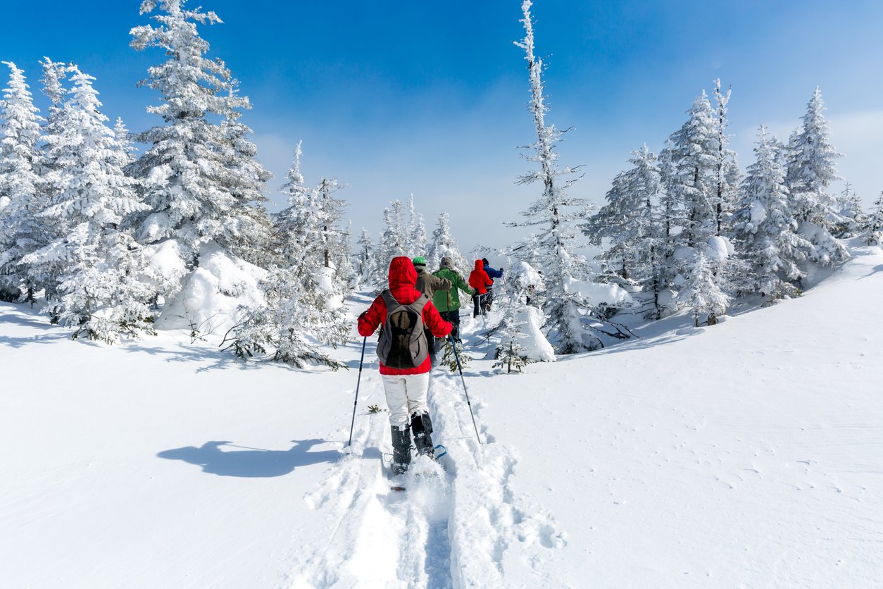 A group of people snowshoeing, surrounded by snowy pines.