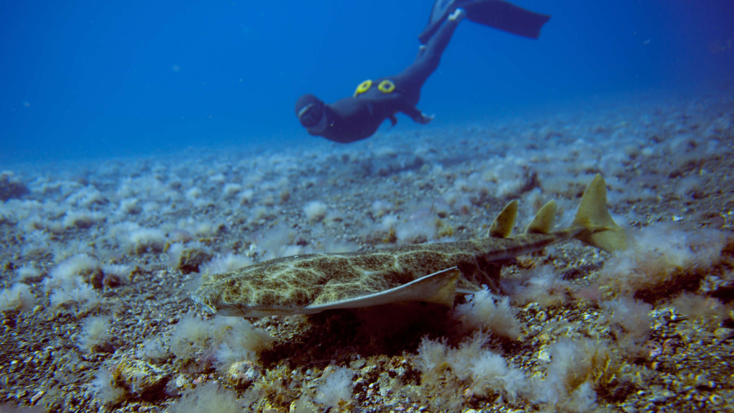 Diving in El Hierro | Best things to do in the Canary Islands