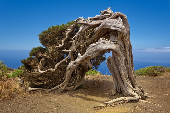 An old tree shaped by the wind in El Hierro. Photo: Getty Images