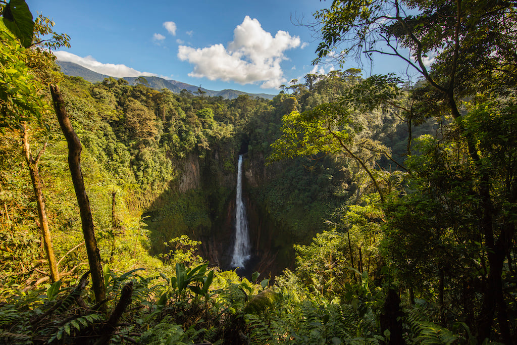 A waterfall in the rainforest.