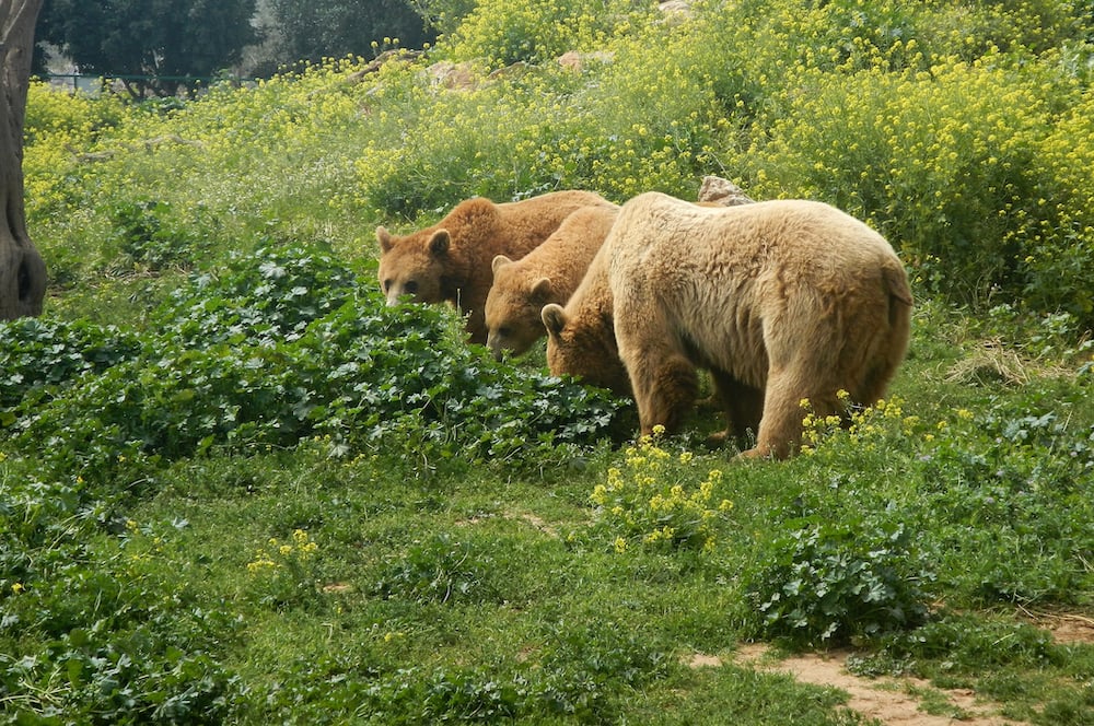 Three brown bears in a forest in Greece