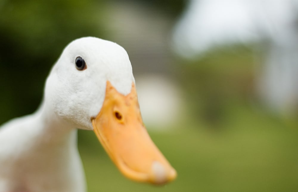 A close up of a duck.