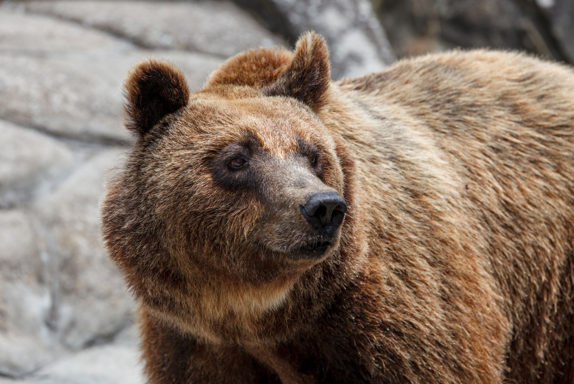 A brown bear in the Pindos mountains of Greece. There are around 500 bears in the area.