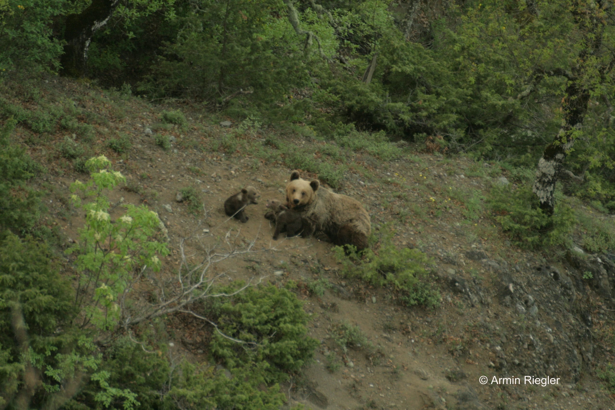 A brown bear in the Pindus mountains with her two cubs.