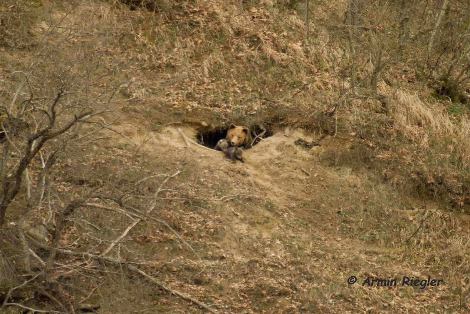 A bear and her two cubs pop their head out to check the weather.