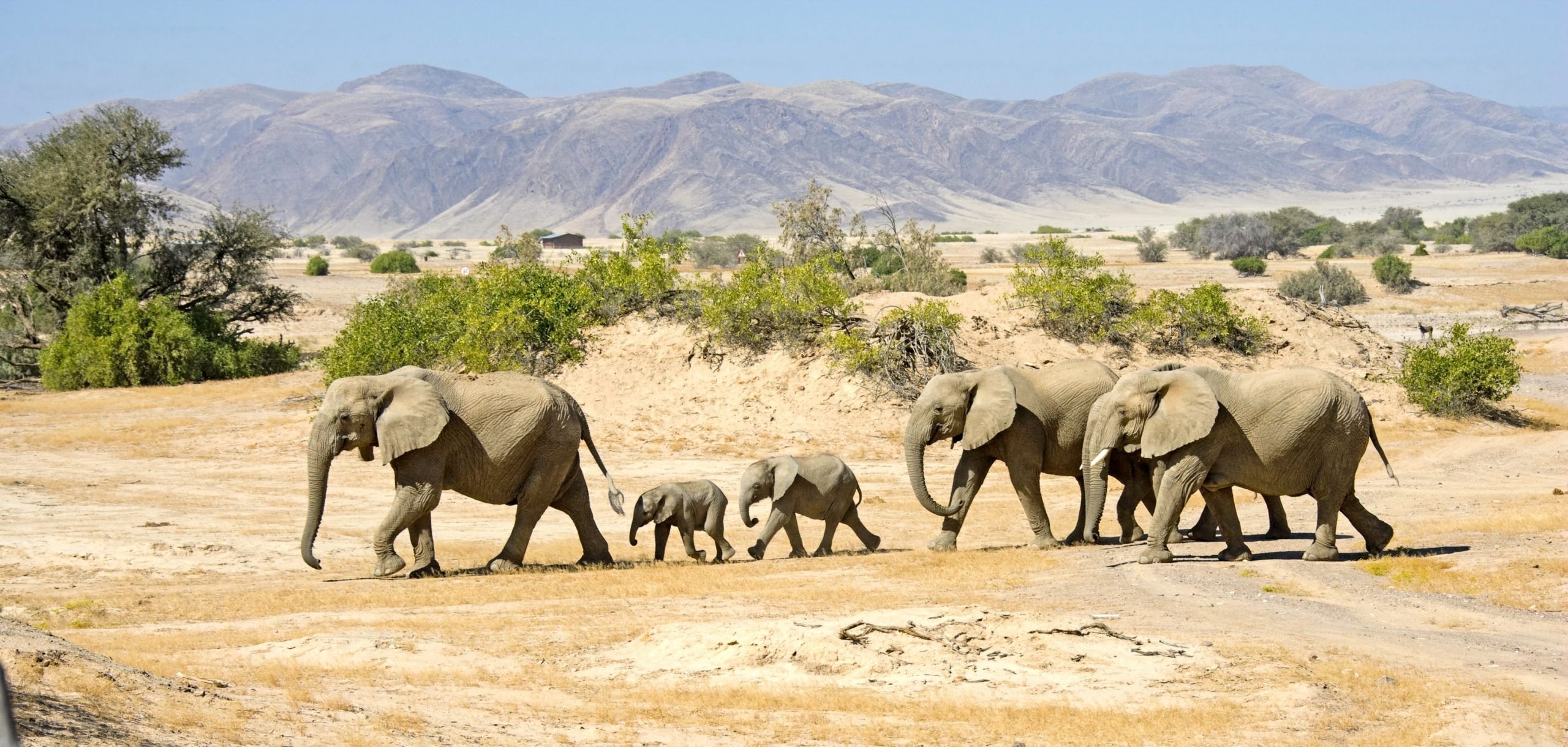 Elephants crossing the plains of Namibia.