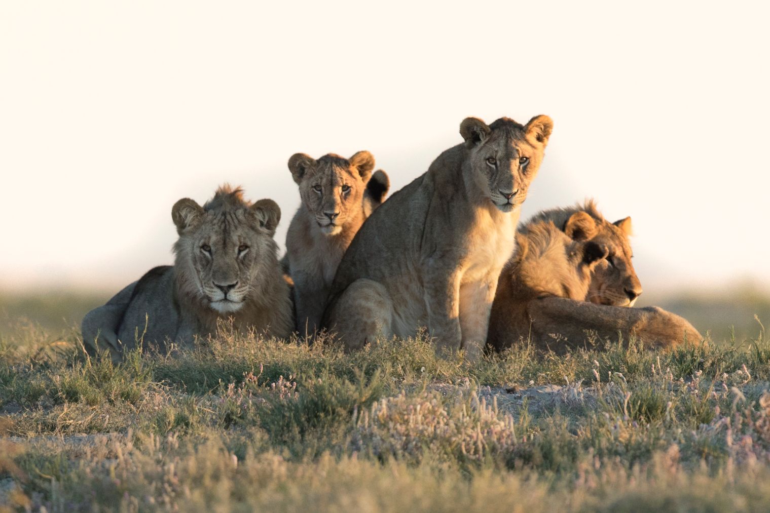 A pride of lions at dawn in Namibia. 