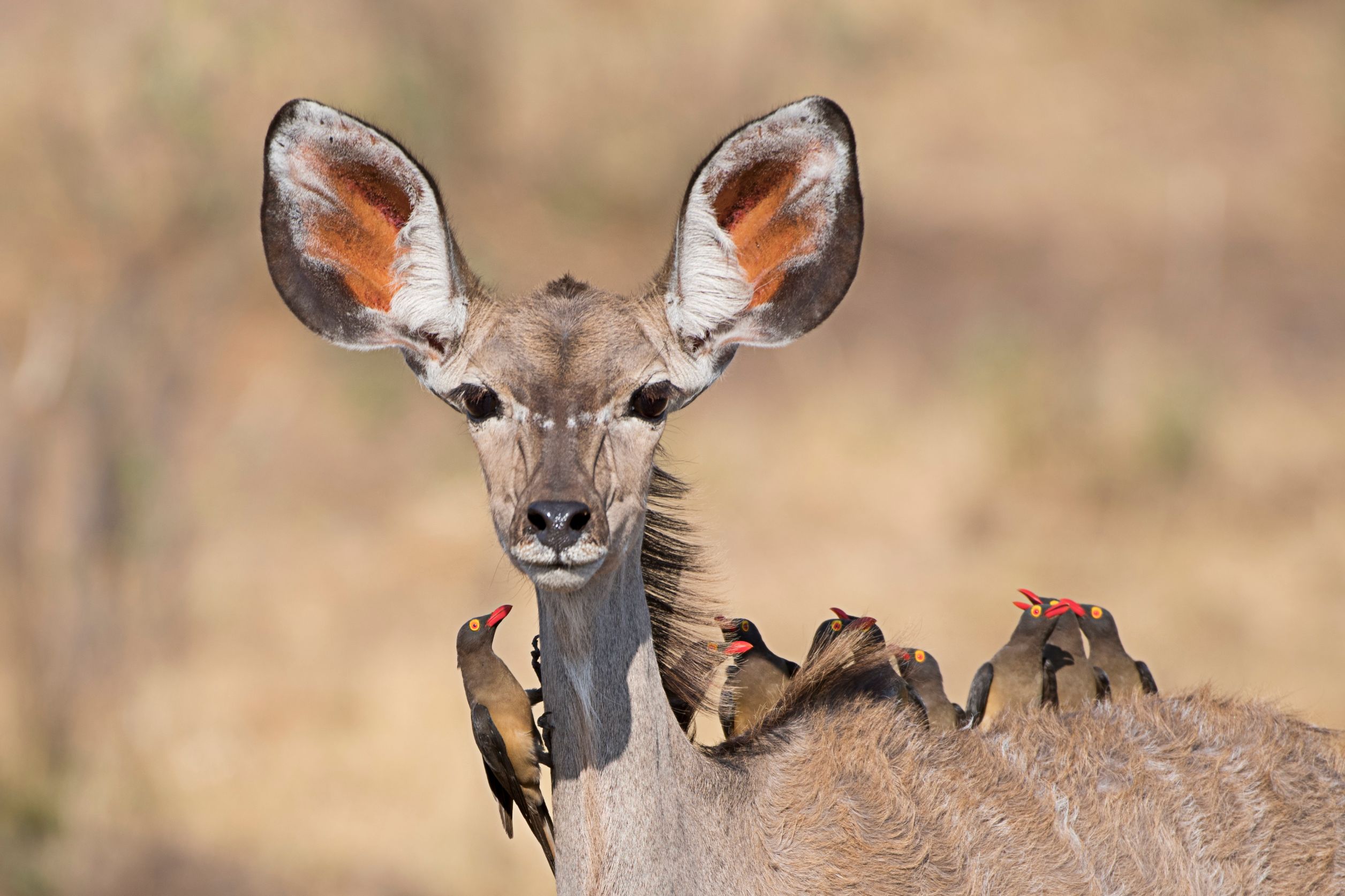A Female of Kudu carrying a group of 10 Oxpeckers in Caprivi Area, Namibia