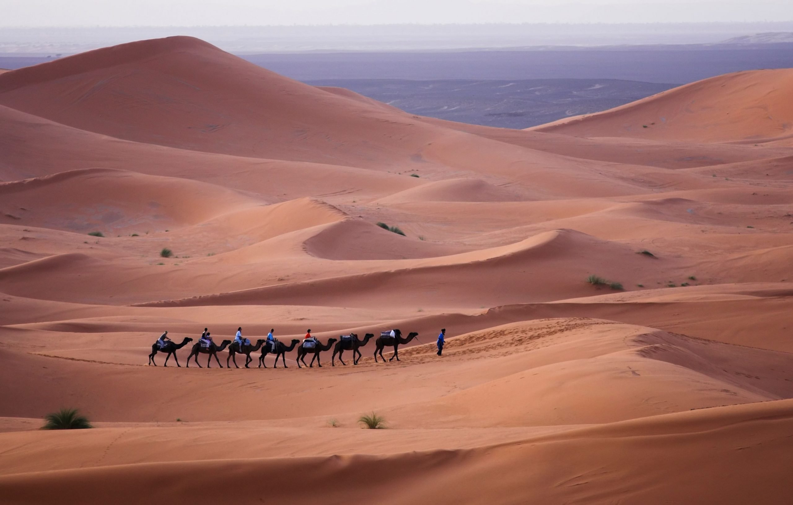 A camel train in the Algerian Sahara